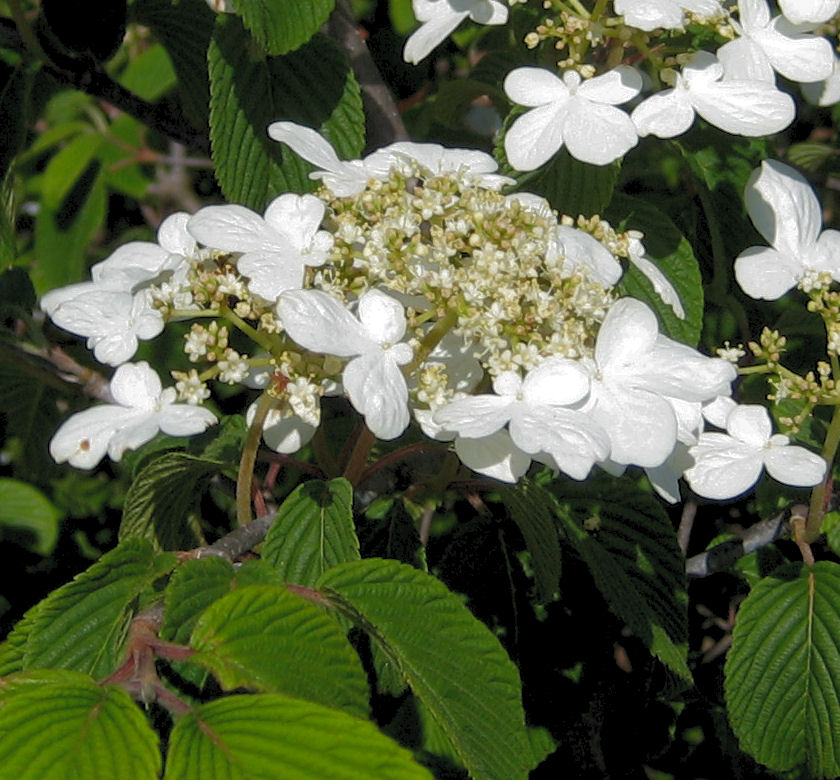 Mariesii Doublefile Viburnum Natorp's Online Plant Store